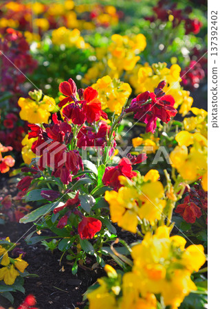 Chaylanthus flower 137392402