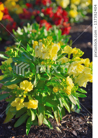 Chaylanthus flower 137392404