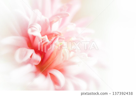 Blurred chrysanthemum flower with soft focus. A flower on a light foggy background. Close-up. Nature. Close-up. Nature. Blurred chrysanthemum flower with soft focus. A flower on a light foggy background. Close-up. Nature. Close-up. Nature. 137392438