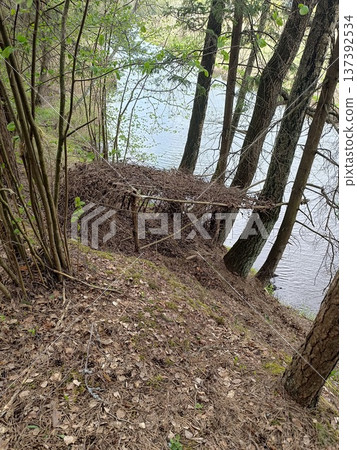 Primitive brush shelter in a forest overlooking a river. Wilderness survival camp concept Primitive brush shelter in a forest overlooking a river. Wilderness survival camp concept 137392534