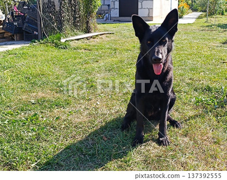 Black German Shepherd dog sitting on green grass. Happy pet portrait Black German Shepherd dog sitting on green grass. Happy pet portrait 137392555