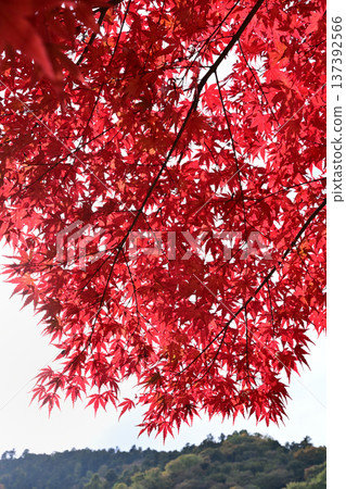 Autumn leaves at Aikawa Park 137392566