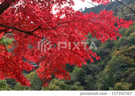 Autumn leaves at Aikawa Park Autumn leaves at Aikawa Park 137392567
