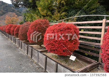 Daeda Dunziae 137392568