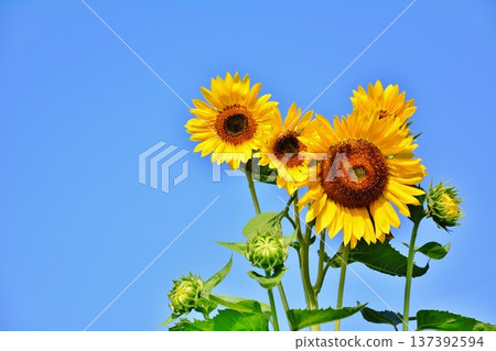 夏天天空和向日葵花 137392594