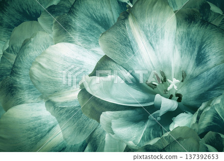 Tulip flower..  Floral background.  Close-up. Nature. 137392653