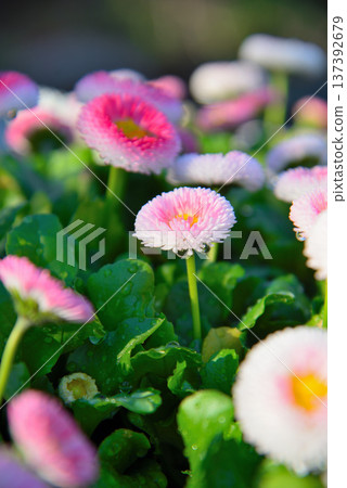 雛菊花 雛菊花 137392679