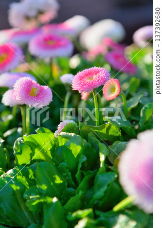 Daisies Flower Daisies Flower 137392680
