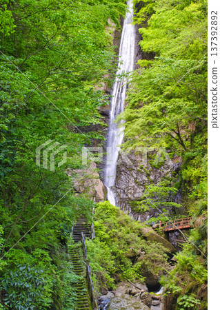 [Kanagawa] Sensui Falls 137392892