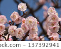Plum blossoms in full bloom 137392941