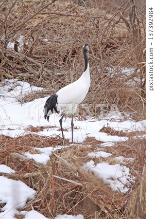 Red-crowned cranes wintering in the Kushiro Marsh. Red-crowned cranes. Cranes. Kushiro Marsh. 137392984