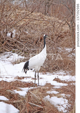 在釧路濕地越冬的丹頂鶴。丹頂鶴。鶴。釧路濕地。 137392986