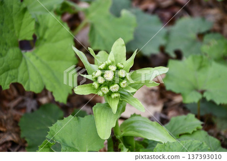 款冬芽 款冬芽 137393010