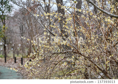 Lonicera 'Lemon beauty' Lonicera 'Lemon beauty' 137393013