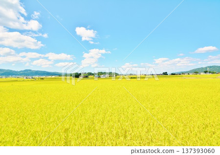 藍天和肥沃的鄉村 137393060