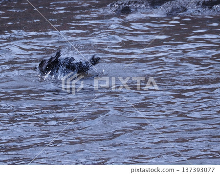 沐浴在天藍色的 137393077