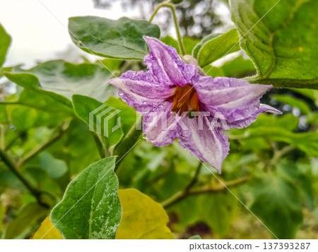 Natural eggplant flower in agriculture Natural eggplant flower in agriculture 137393287