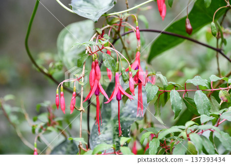 Fuchsia regia var. alpestris Fuchsia regia var. alpestris 137393434