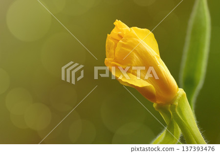 Red-stemmed Oslinnik.  Flower, bud on a green background.  Closeup.  Nature. 137393476