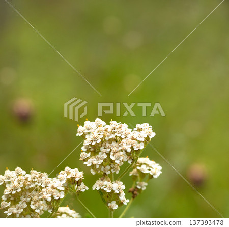 White yarrow flowers on a green background. meadow medicinal herbs. close-up. Nature. White yarrow flowers on a green background. meadow medicinal herbs. close-up. Nature. 137393478