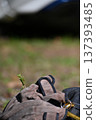 Gloves and Mantis 137393485