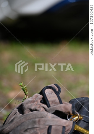 Gloves and Mantis 137393485