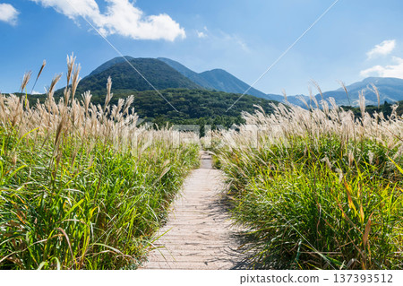 path along Miscanthus grassland marsh Tadewara Wetlands, Oita 137393512