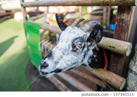 Adorable goat beg for food in stable, Yufuin floral village, Oita Adorable goat beg for food in stable, Yufuin floral village, Oita 137393515