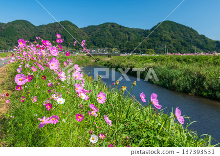cosmos flowers by canal at Ogomorihana Park, Aso, Kumamoto 137393531