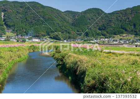pink cosmos flowers along canal at Ogomorihana Park, Kumamoto 137393532