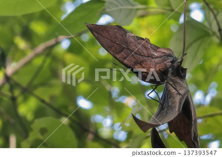 kallima oakleaf butterfly on dry leaf in tropical park kallima oakleaf butterfly on dry leaf in tropical park 137393547
