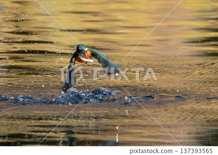 Kingfisher flying with prey in its mouth Kingfisher flying with prey in its mouth 137393565