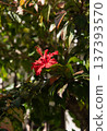 Red hibiscus flower facing upward in the sunlight 137393570