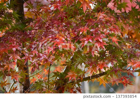 一棵楓樹,葉子泛紅,拼命地想要抓住枝頭,不讓水滴落下。 一棵楓樹,葉子泛紅,拼命地想要抓住枝頭,不讓水滴落下。 137393854