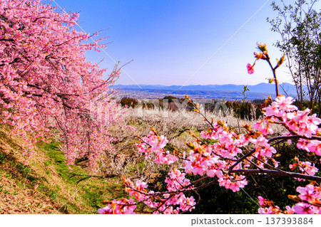 Kawazu cherry blossoms and white plum grove Kawazu cherry blossoms and white plum grove 137393884