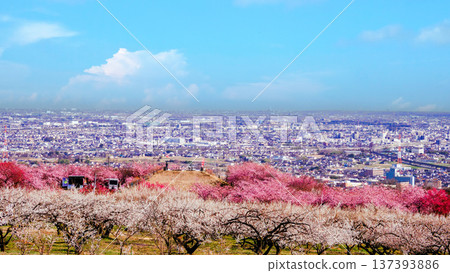 從梅花山眺望春日美景 從梅花山眺望春日美景 137393886