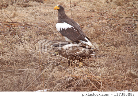 Steller's sea eagle that killed a black kite. Steller's sea eagle, bird of prey, Hokkaido wild bird 137393892