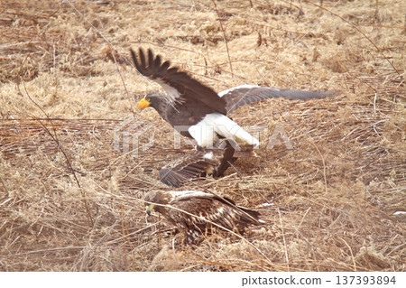 一隻虎頭海雕捕殺了一隻黑鳶。虎頭海雕,猛禽,北海道野生鳥類。 一隻虎頭海雕捕殺了一隻黑鳶。虎頭海雕,猛禽,北海道野生鳥類。 137393894