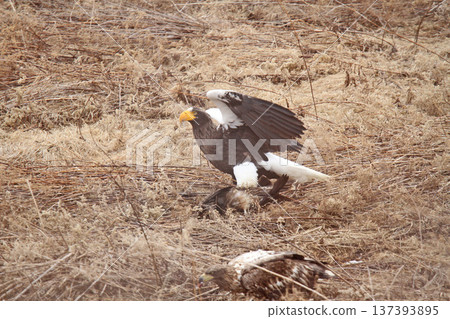 Steller's sea eagle that killed a black kite. Steller's sea eagle, bird of prey, Hokkaido wild bird Steller's sea eagle that killed a black kite. Steller's sea eagle, bird of prey, Hokkaido wild bird 137393895