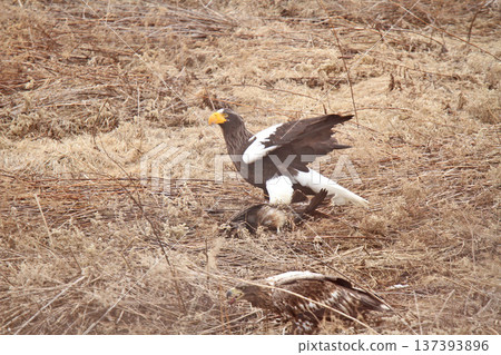 一隻虎頭海雕捕殺了一隻黑鳶。虎頭海雕,猛禽,北海道野生鳥類。 一隻虎頭海雕捕殺了一隻黑鳶。虎頭海雕,猛禽,北海道野生鳥類。 137393896