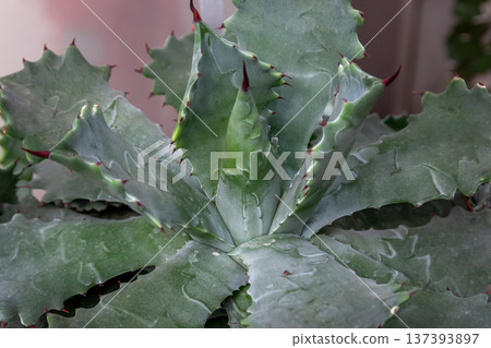 The beauty of Agave Raijin (Cactus, Asparagaceae) The beauty of Agave Raijin (Cactus, Asparagaceae) 137393897
