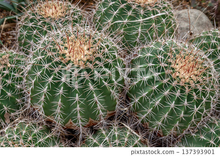 波茲氏強刺仙人掌（Ferocactus Pozzi），以其紅棕色的刺為特徵 137393901