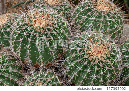 波茲氏強刺仙人掌（Ferocactus Pozzi），以其紅棕色的刺為特徵 137393902