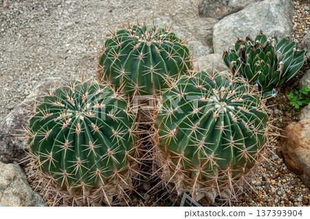 刺球花(Ferocactus hystrix),又稱竹節丸 刺球花(Ferocactus hystrix),又稱竹節丸 137393904