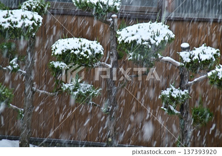 Winter landscape of trimmed pine trees in a snowy hedge Winter landscape of trimmed pine trees in a snowy hedge 137393920