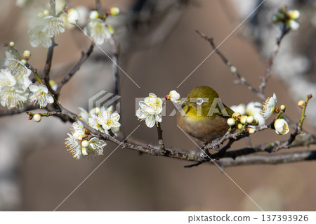 梅花在梅樹上 梅花在梅樹上 137393926