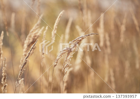 Golden ears of grass on the background of an autumn landscape. Small depth of field.       137393957