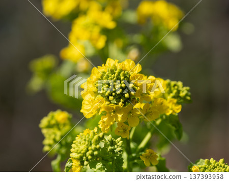 敦實蘿蔔花，一種傳統蔬菜 137393958