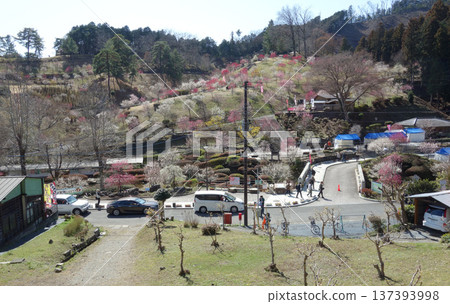 東京青梅市梅園正門(天滿公園移植10年後) 東京青梅市梅園正門(天滿公園移植10年後) 137393998