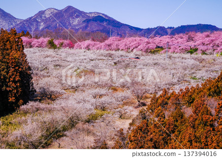 Pink Kawazu cherry blossoms and Mount Haruna 137394016